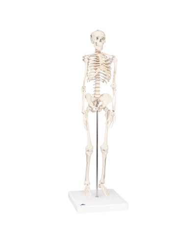 Mini Skeleton - Shorty - mounted on a base